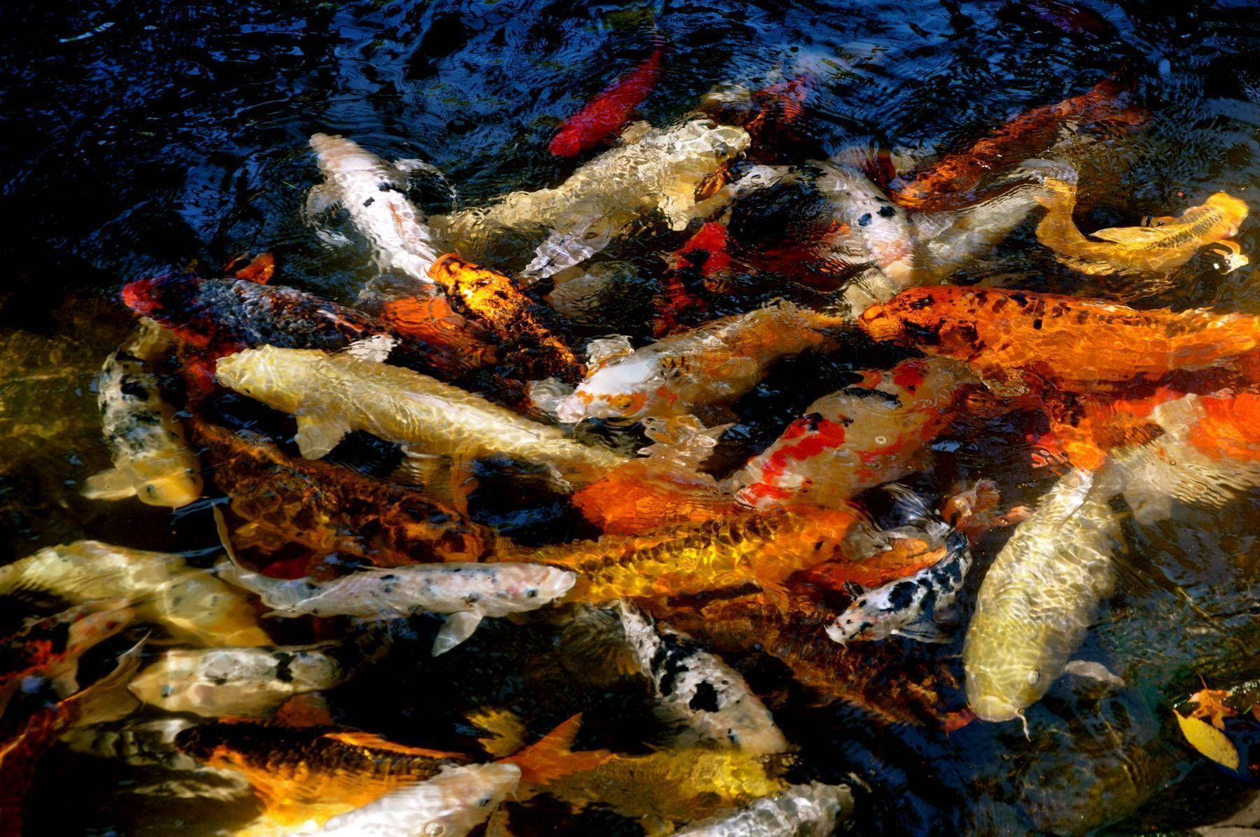 Koi Fish Swarm Wallpaper