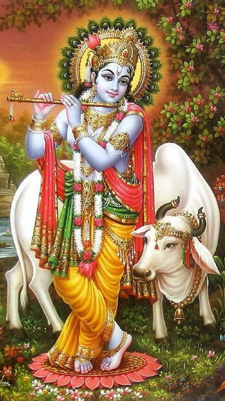 Krishna Hd White Cow Wallpaper