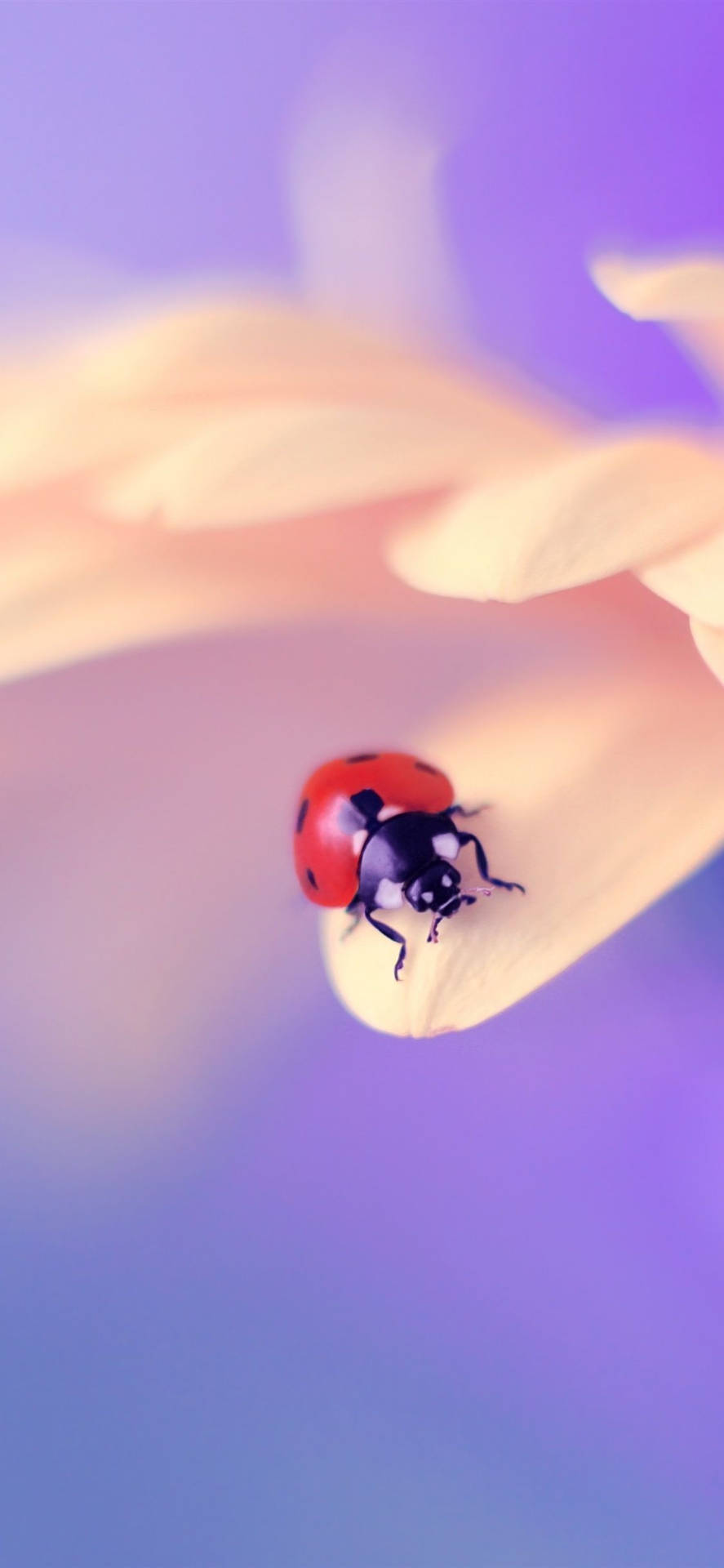 100 Free Ladybug HD Wallpapers & Backgrounds - MrWallpaper.com