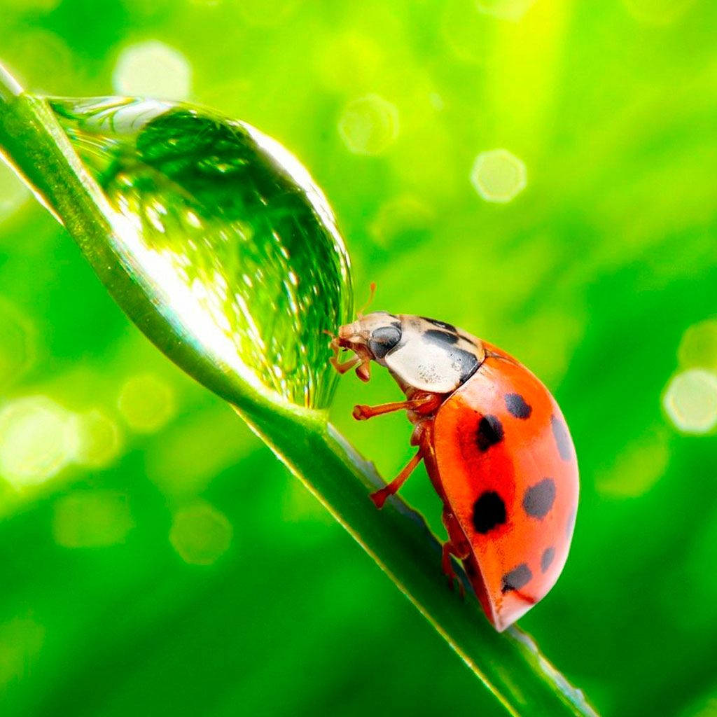 Ladybug Drinking On Water A Droplet Wallpaper