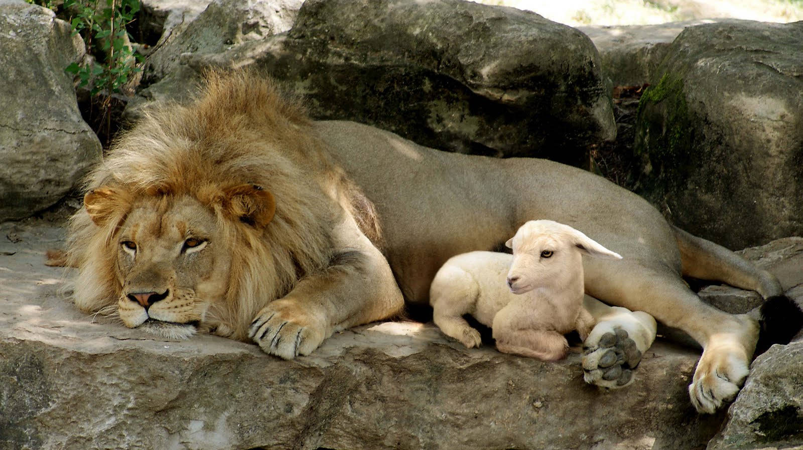 Lamb With Lion On Rock Wallpaper