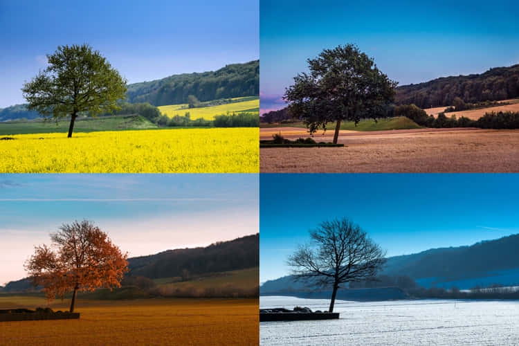 Landscape During Seasons Wallpaper