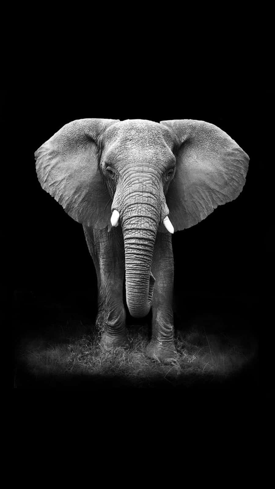 Large African Elephant Phone Wallpaper