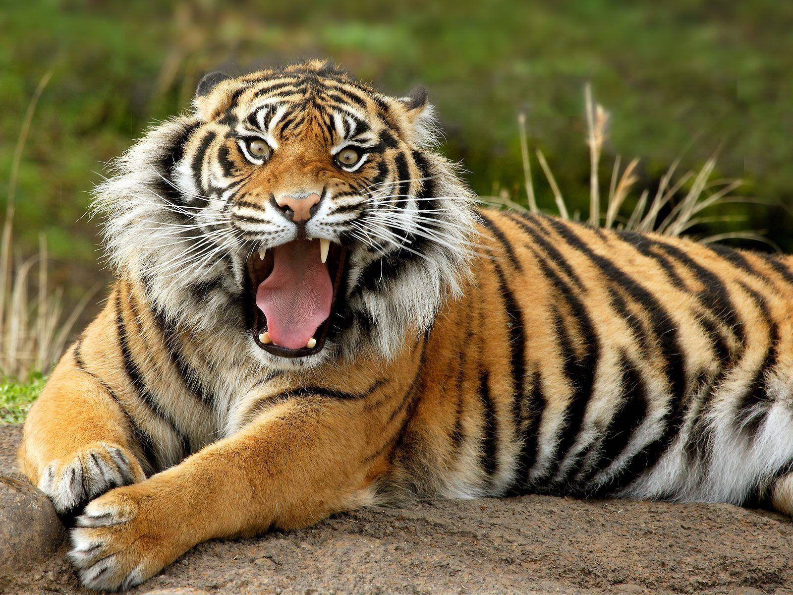 Large Angry Tiger Wallpaper