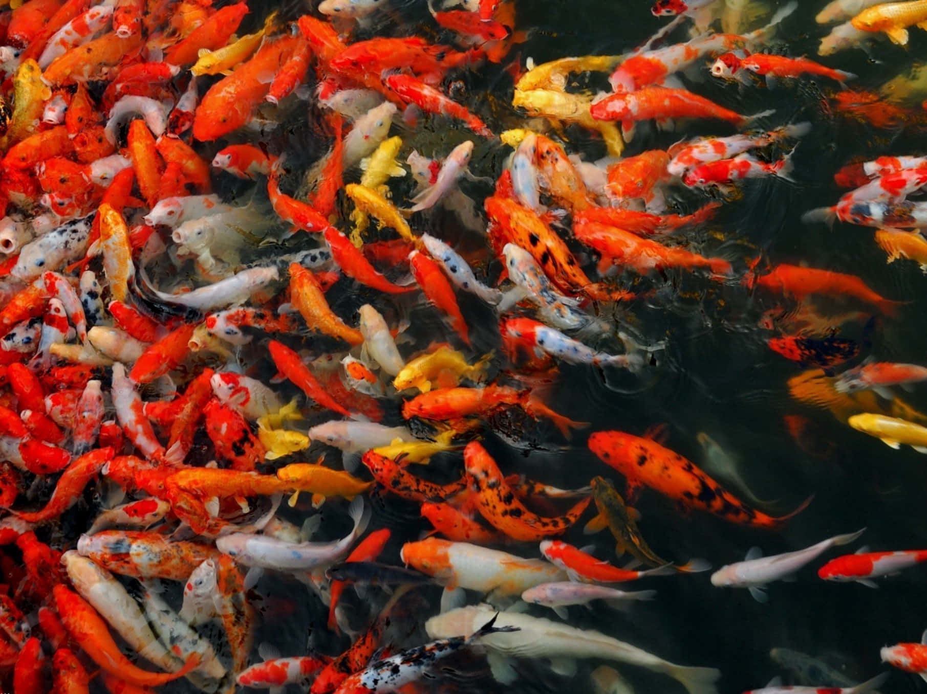 Large Group Of Live Koi Fish Wallpaper