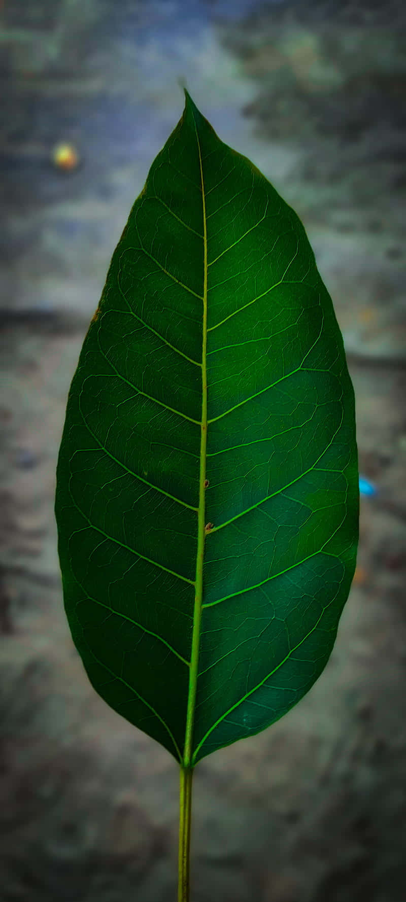 Large Phone Green Leaf Wallpaper