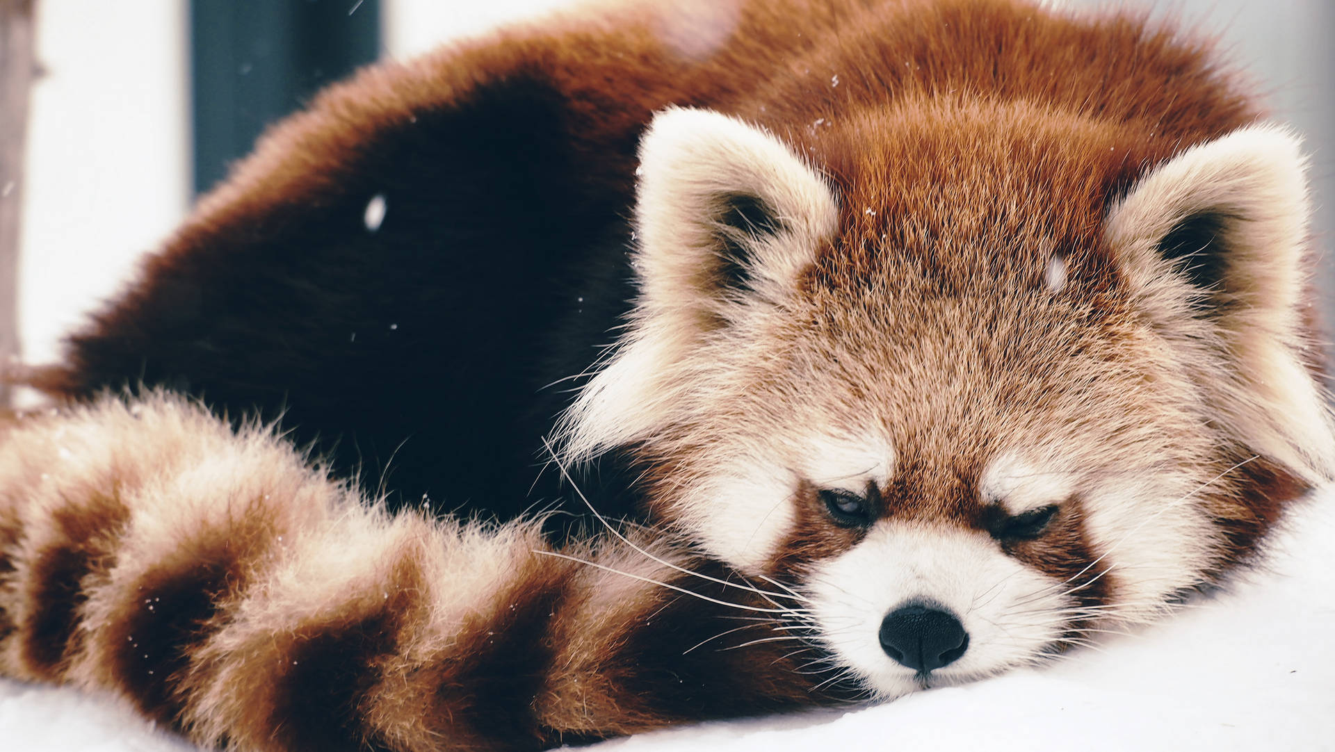Lazy Red Panda Wallpaper