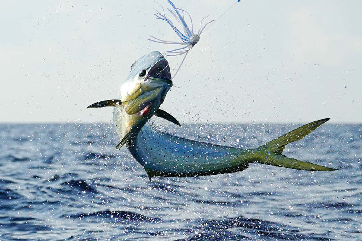 Leaping Mahi Mahi Catching Lure Wallpaper