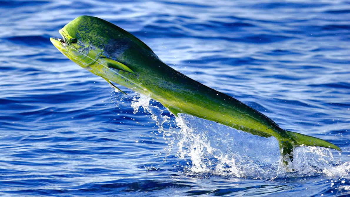 Leaping Mahi Mahi Ocean Splash Wallpaper