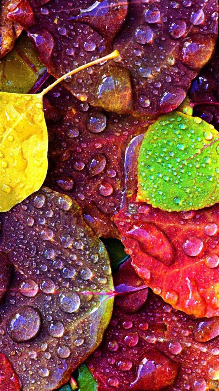 Leaves And Water Drops Samsung Wallpaper