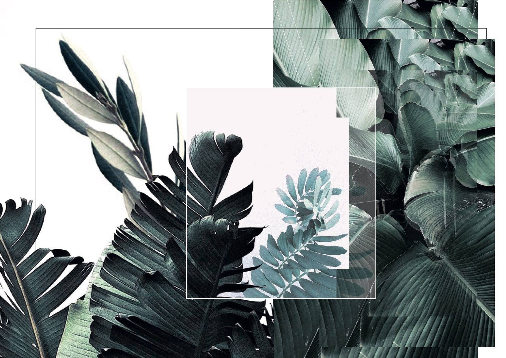 Leaves Green And White Aesthetic Collage Wallpaper