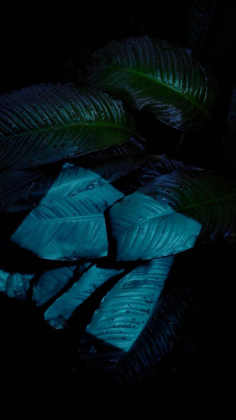 Leaves Iphone In The Dark Wallpaper