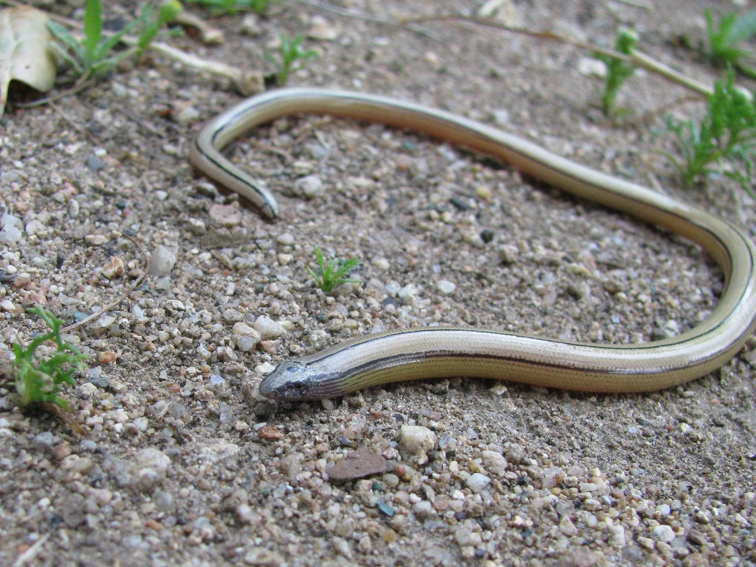 Legless Glass Lizard Slither On Dry Earth Wallpaper