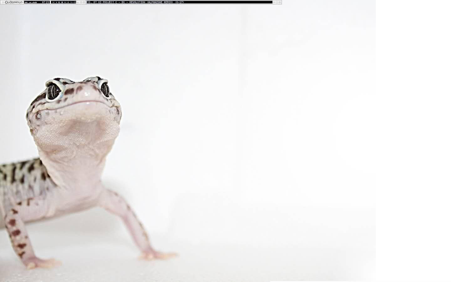 Leopard Gecko Looking Up Wallpaper