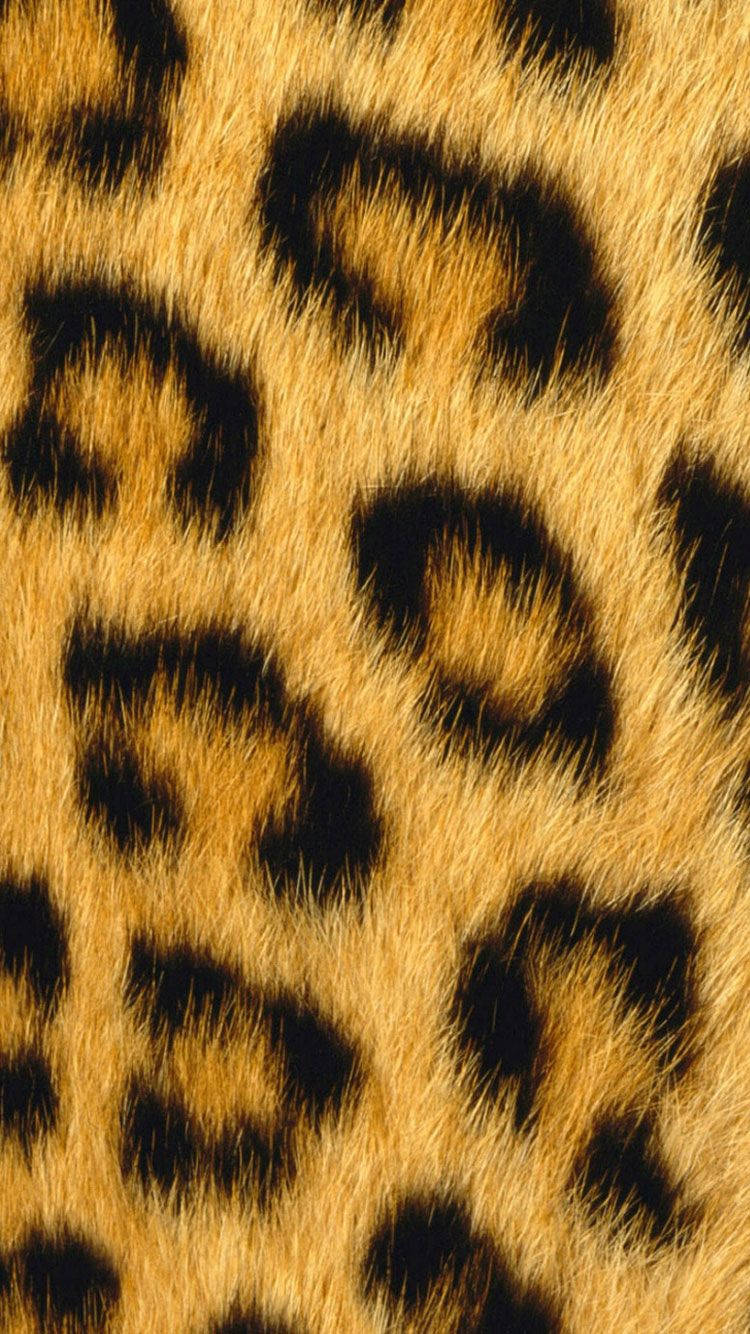 Leopard Print Africa Iphone Wallpaper