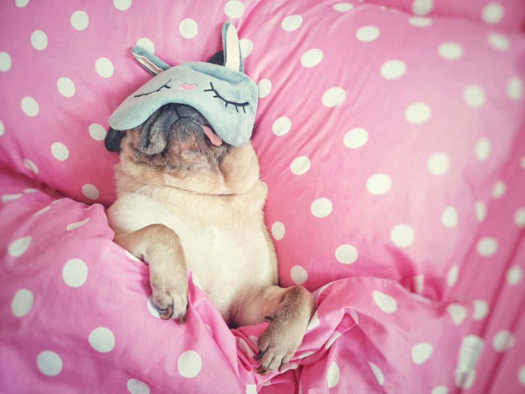 Lethargic Pug With Eye Mask Wallpaper