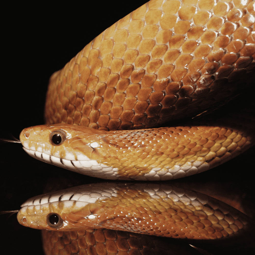 Light Brown Taipan Snake Wallpaper