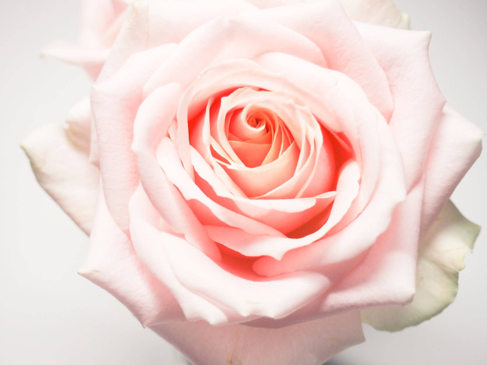 Light Pink Full Bloom Rose Hd Wallpaper