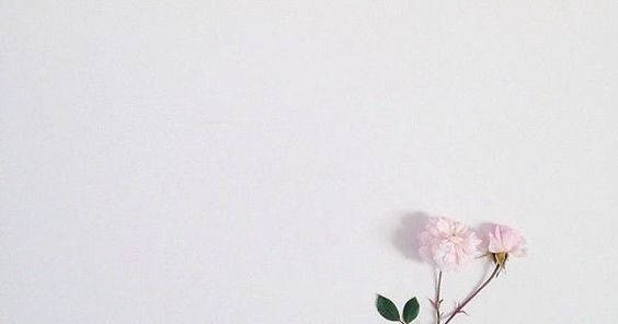 Light Pink Roses Facebook Cover Wallpaper