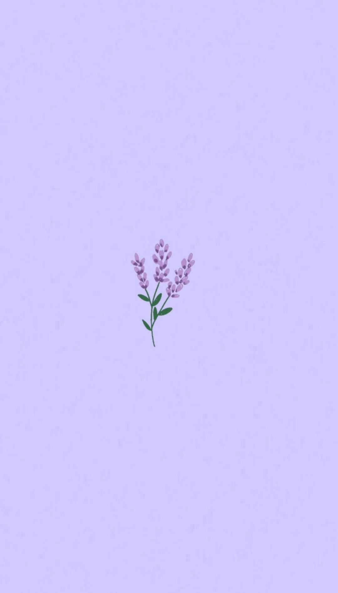 Light Purple Aesthetic Lavender Flower Wallpaper