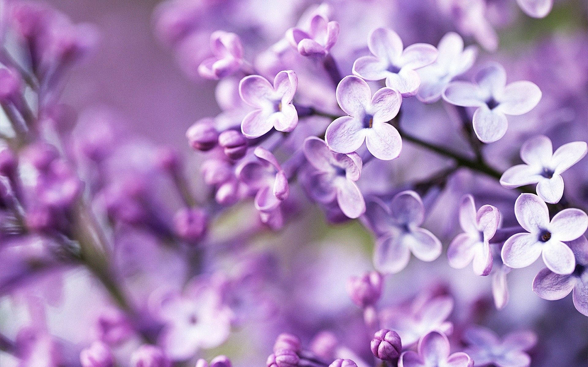 light violet flower wallpaper