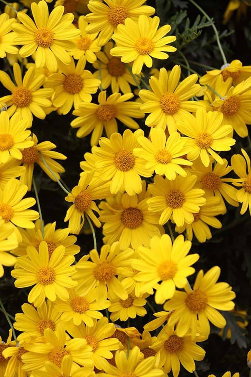 Light Yellow Daisies Wallpaper