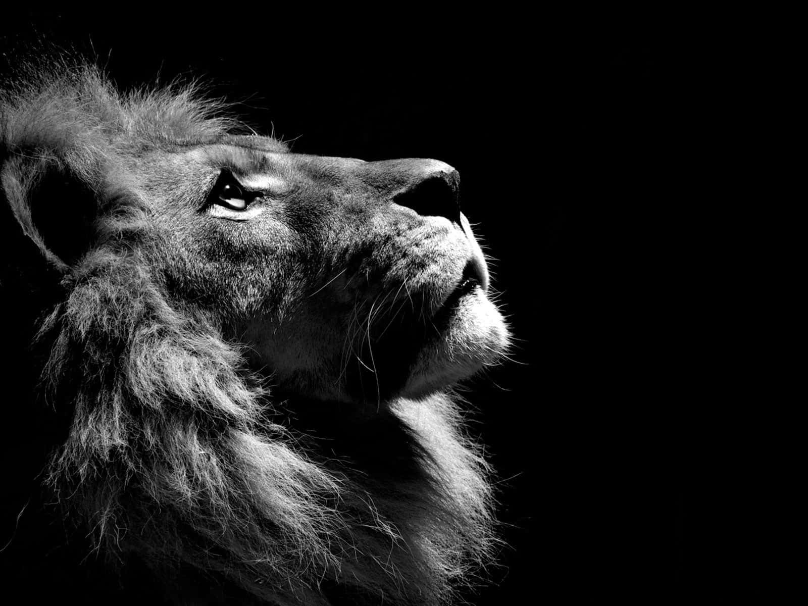 Lion Face Black Background Wallpaper