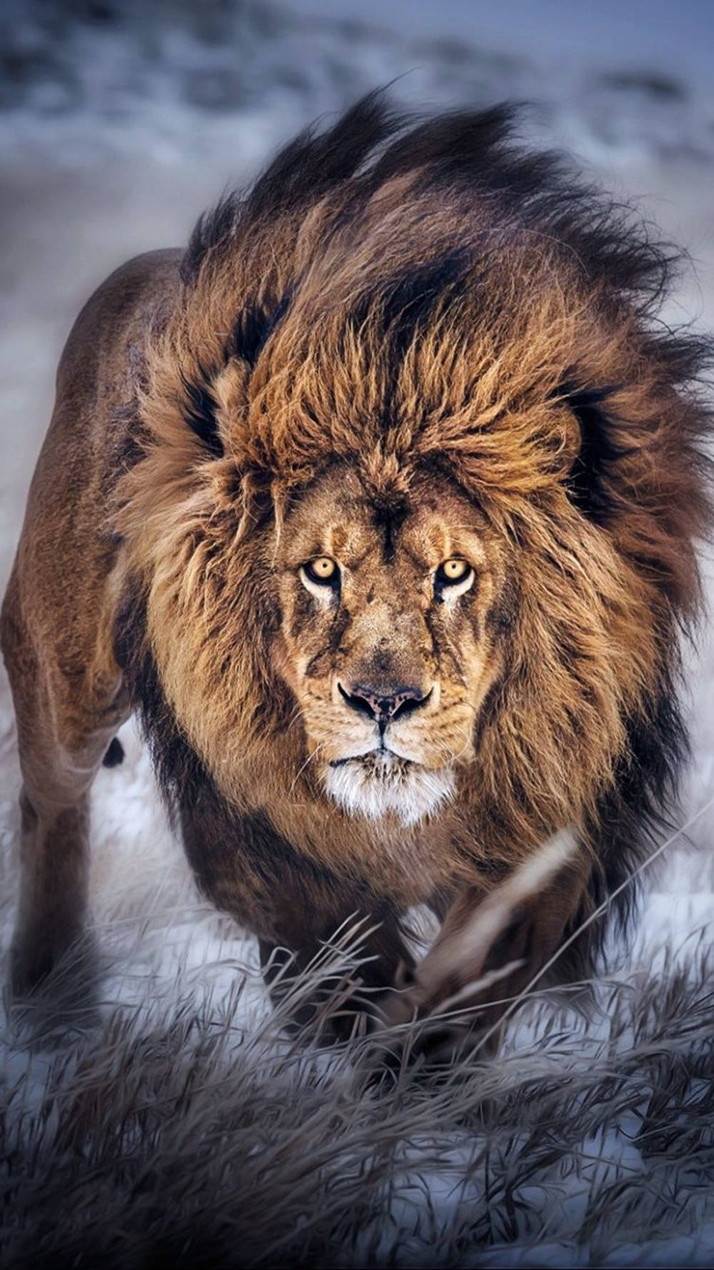 Lion Iphone Snow-covered Field Wallpaper