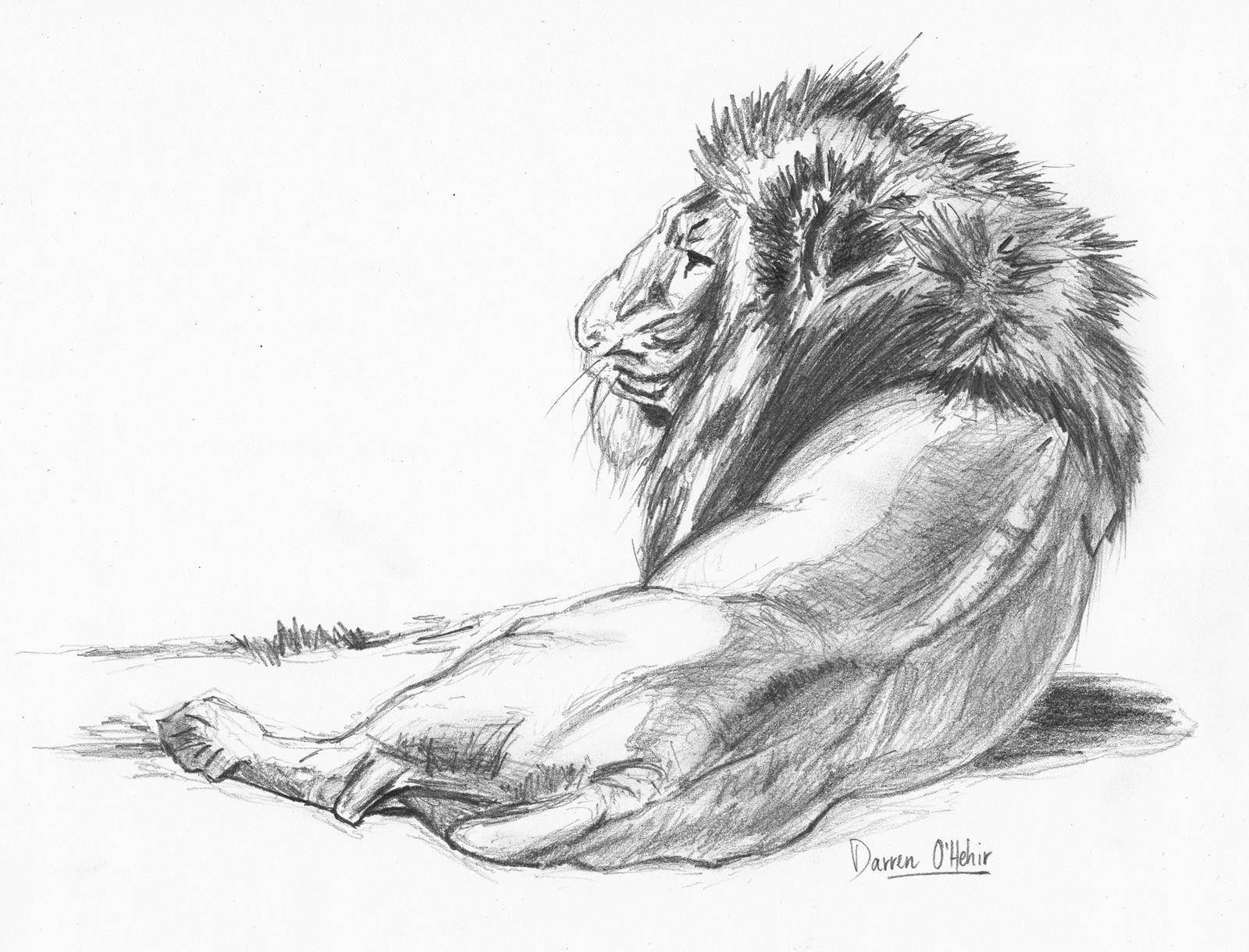 Lion Pencil Drawing Wallpaper