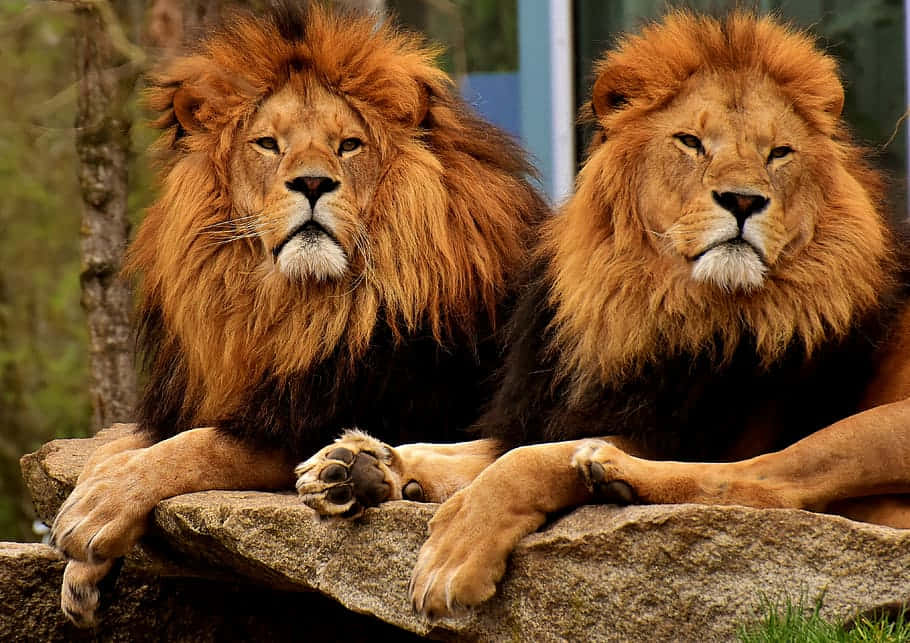Lions With Fluffy Mane In The Zoo Wallpaper