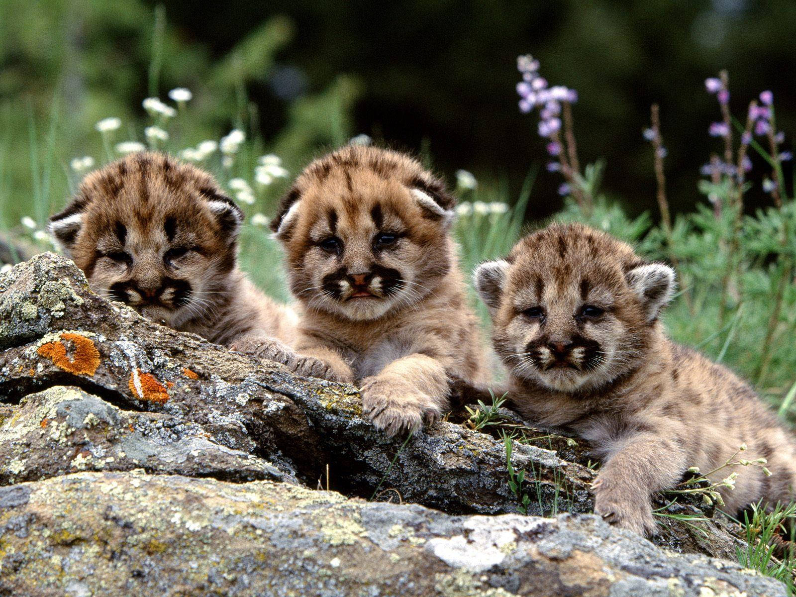 Little Baby Tigers Wallpaper