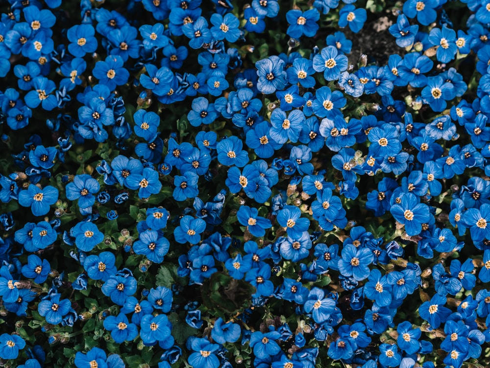 Little Blue Anemone Flowers Wallpaper