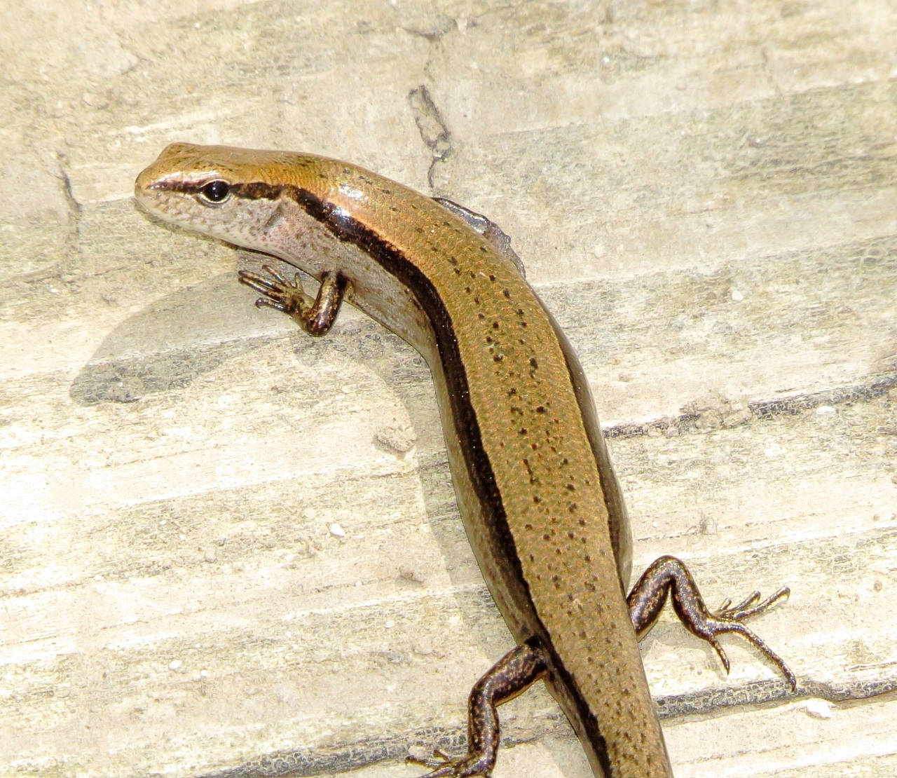 Little Light Brown Ground Skink Wallpaper