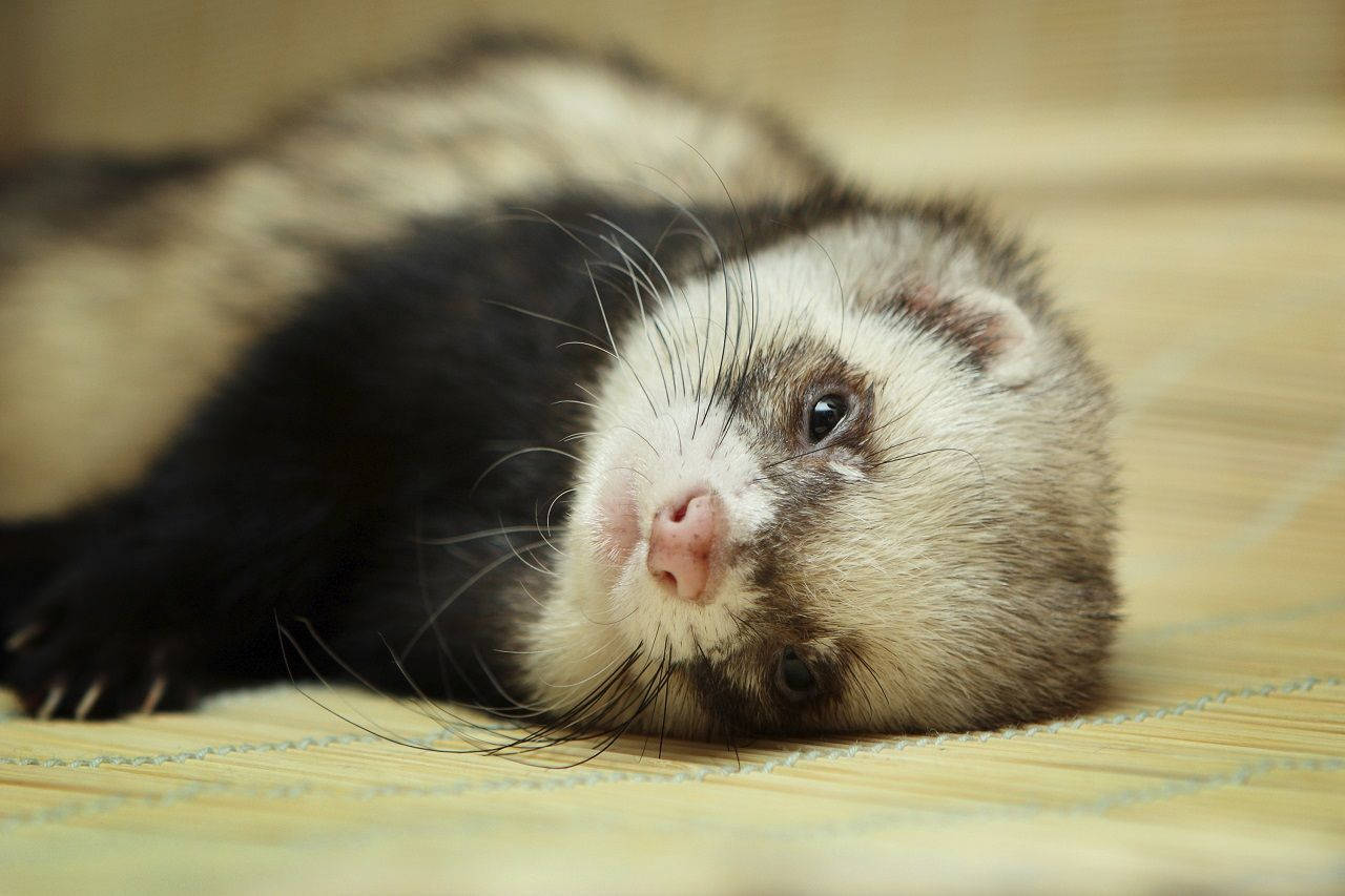 Little Pet Ferret Wallpaper