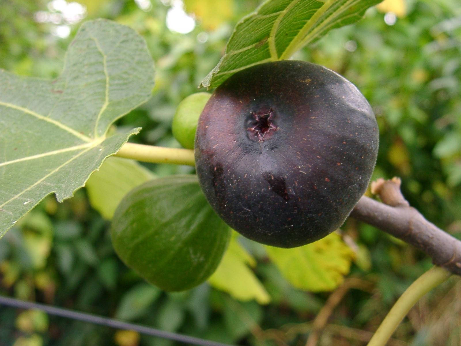 Lively Black Figs Tree Wallpaper