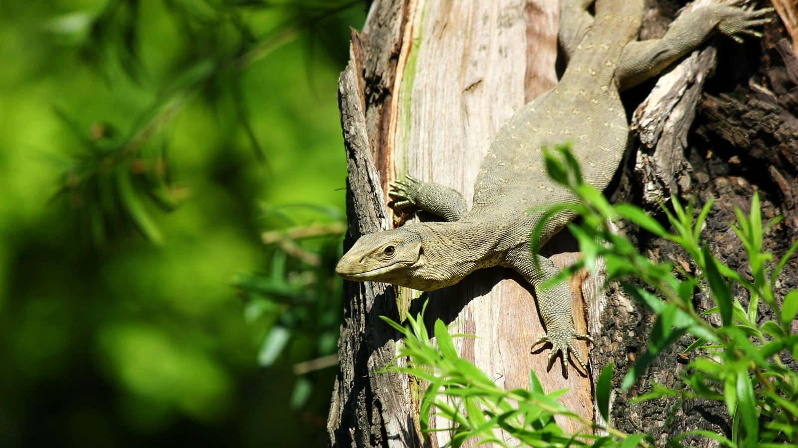 Lizard Baskingon Tree Trunk Wallpaper