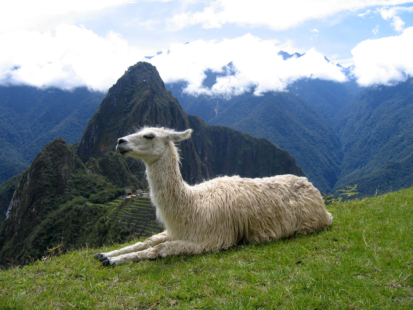 Llama Overlooking Machu Picchu Wallpaper