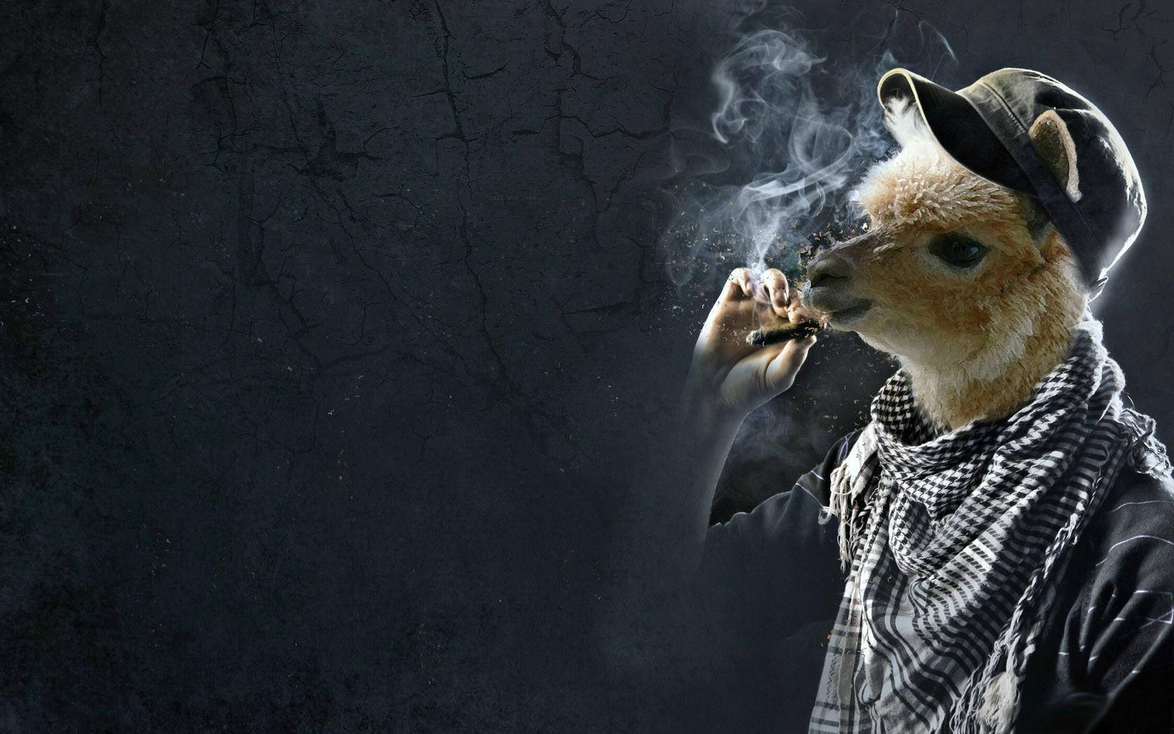 Llama Smoking A Blunt Wallpaper