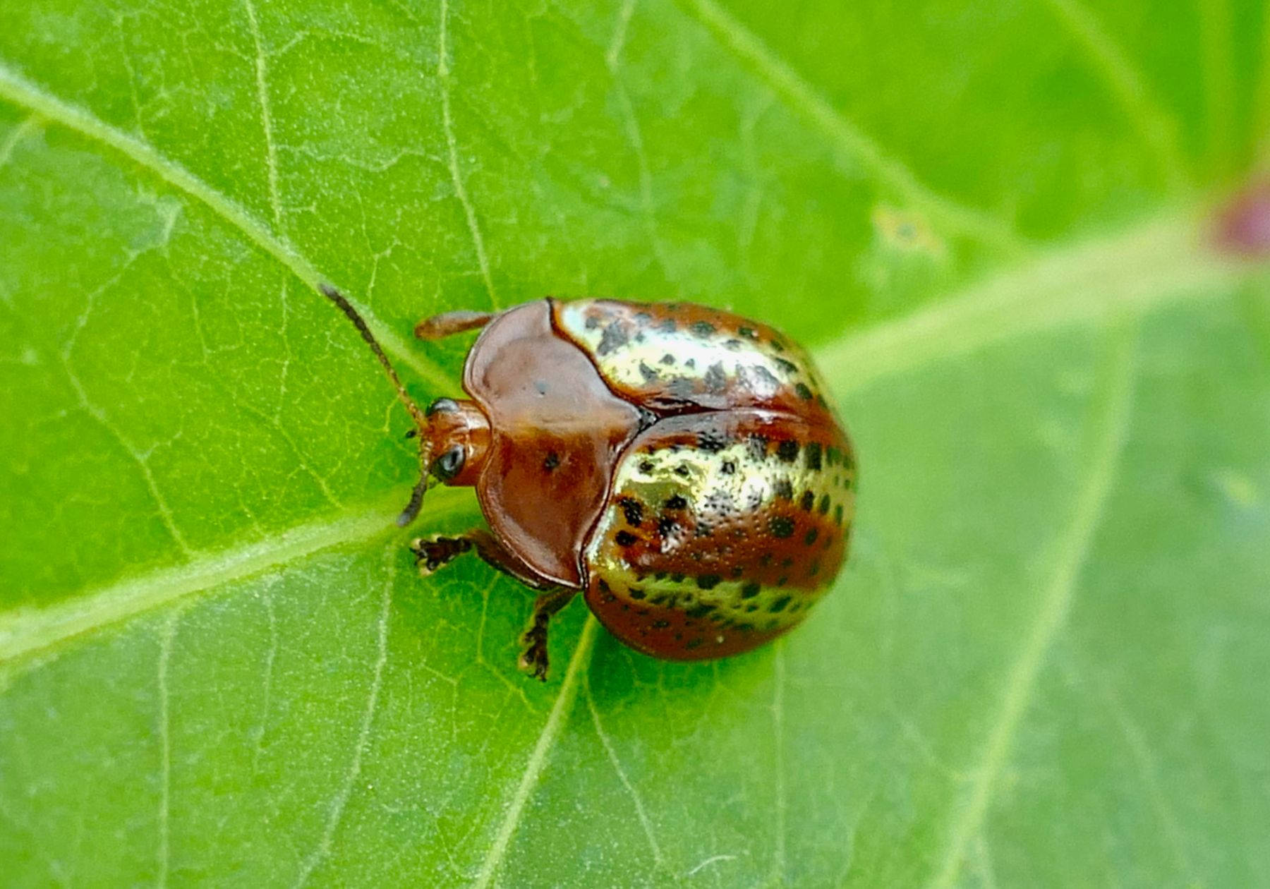 Lone Beetle On A Leaf Wallpaper