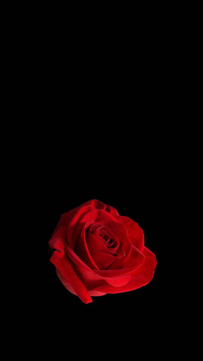 Lone Rose Cell Phone Wallpaper