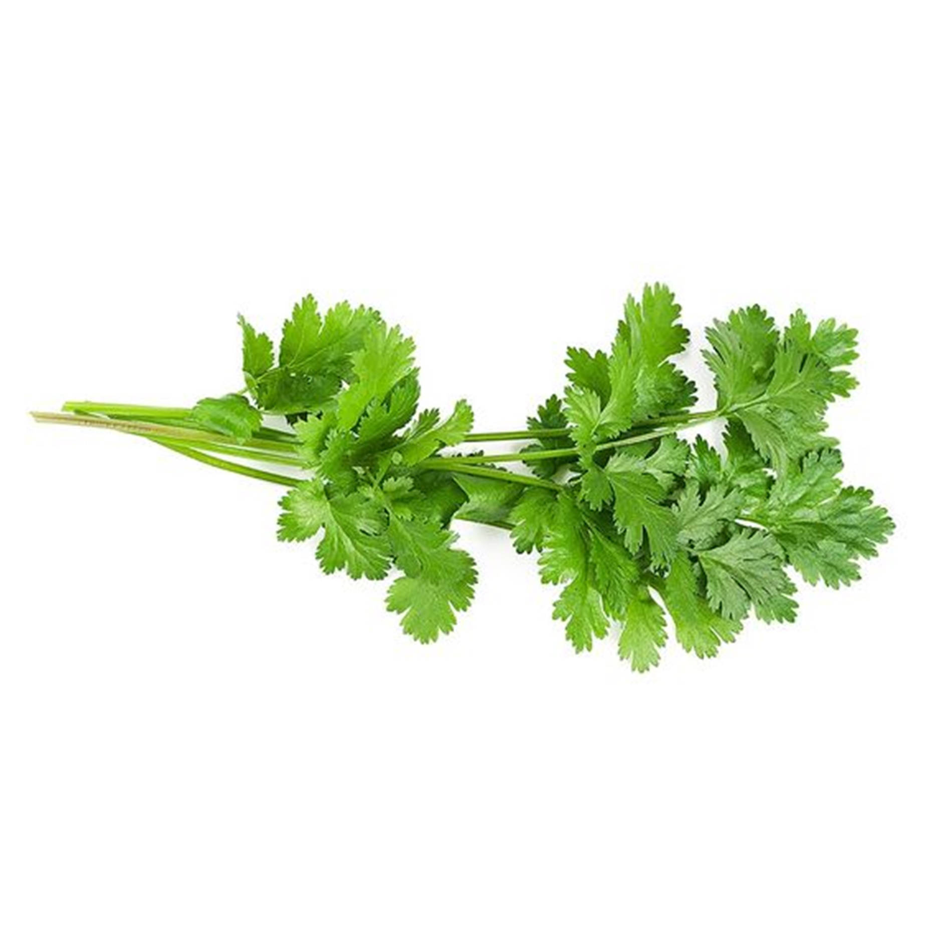 Loose Coriander Herb Chinese Parsley Wallpaper