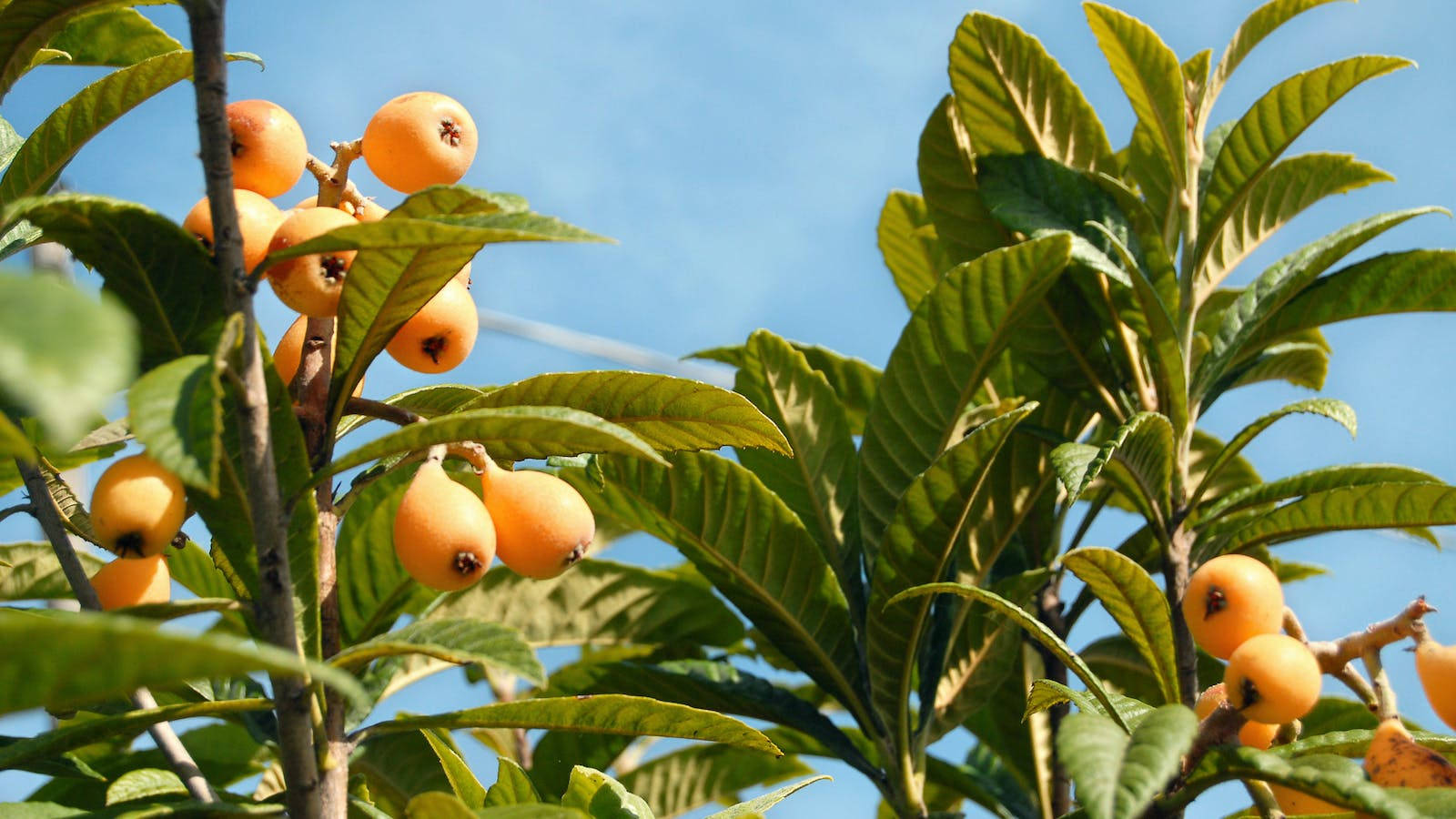 Loquat Plant Fruits Blue Sky Wallpaper