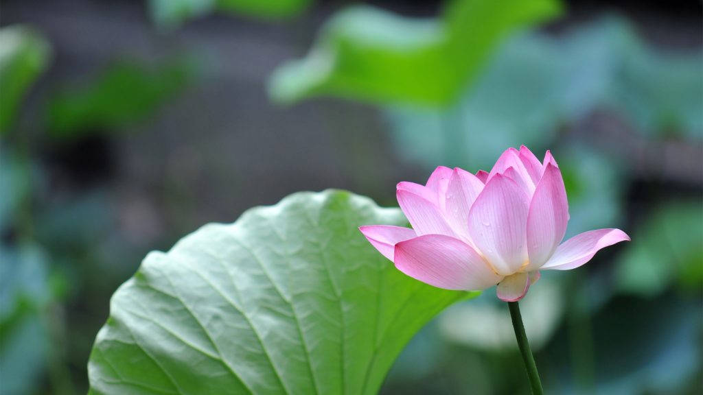 Lotus Flower 4k Desktop Wallpaper