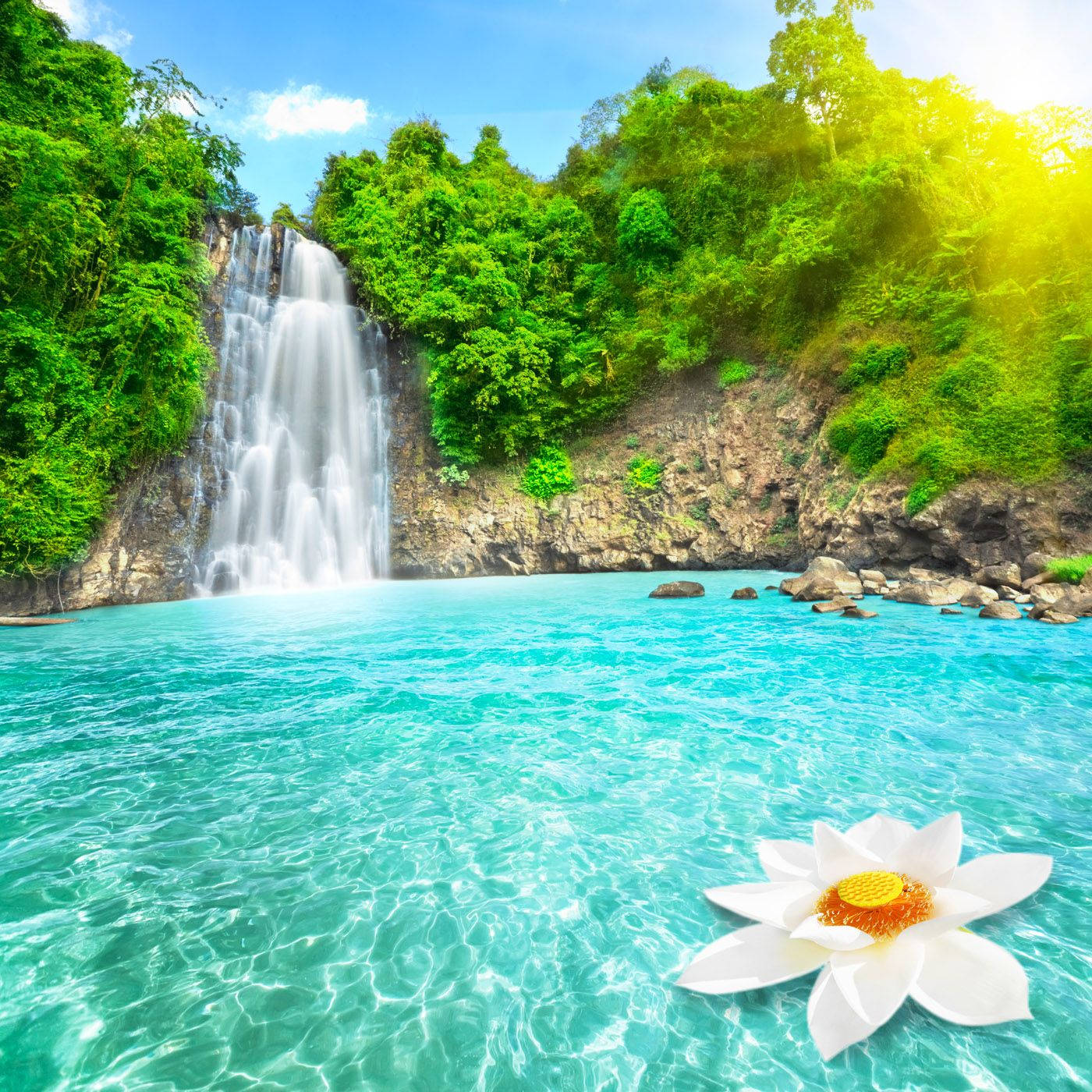 Lotus Flower Beautiful Waterfall Wallpaper