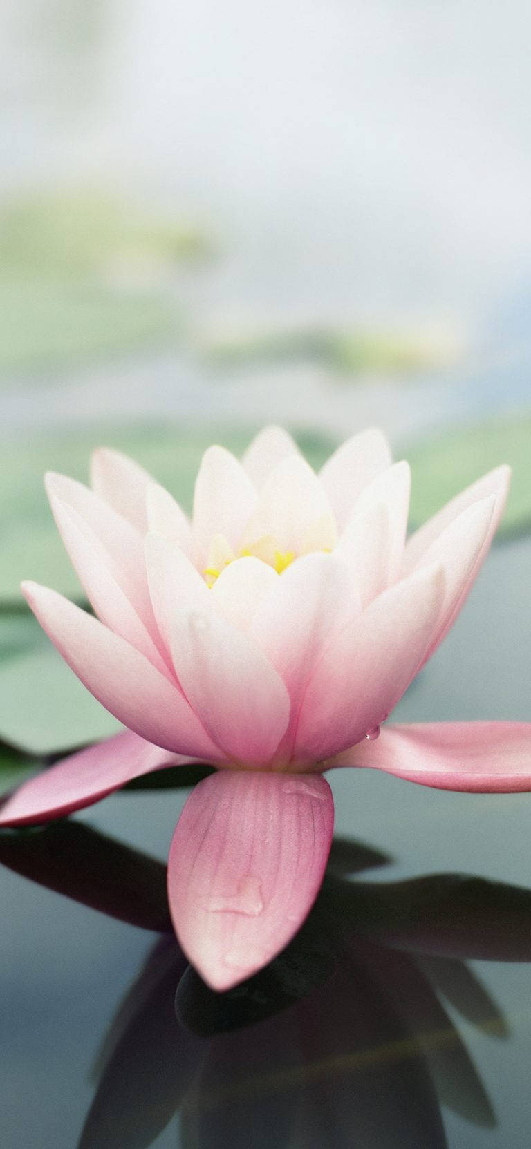 Lotus Flower Original Iphone 4 Wallpaper