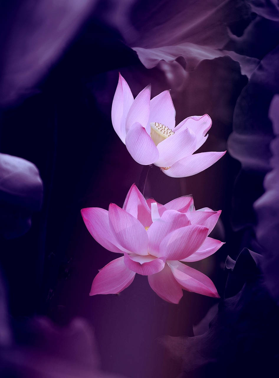 Lotus In Dark And Purple Aesthetic Wallpaper