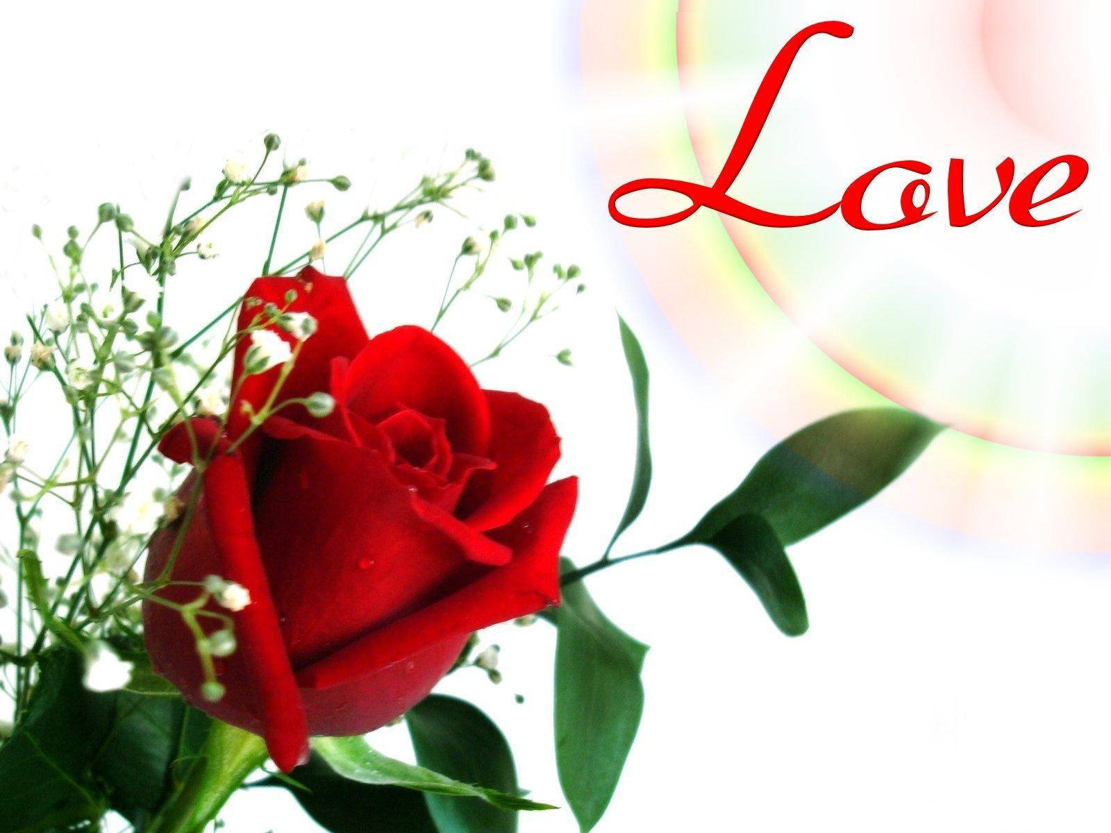 Love Red Rose Flower Wallpaper