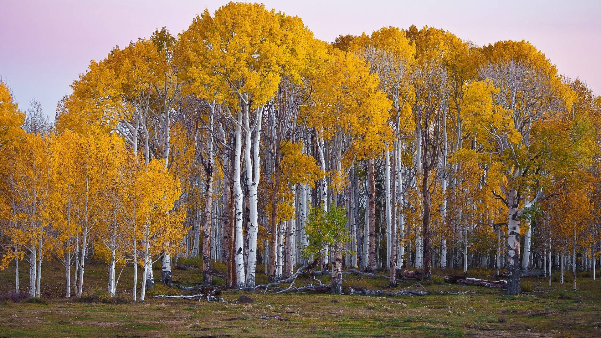 Lovely Autumn Aspen Birch Tree Wallpaper