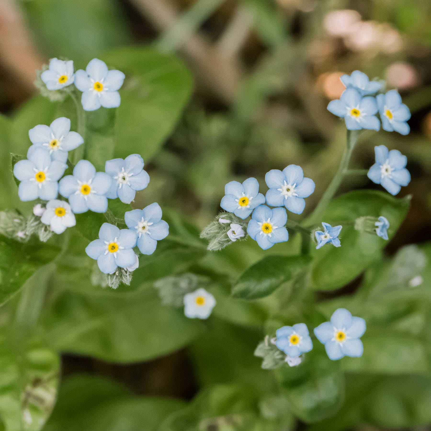 Lovely Forget Me Not Flowers Wallpaper
