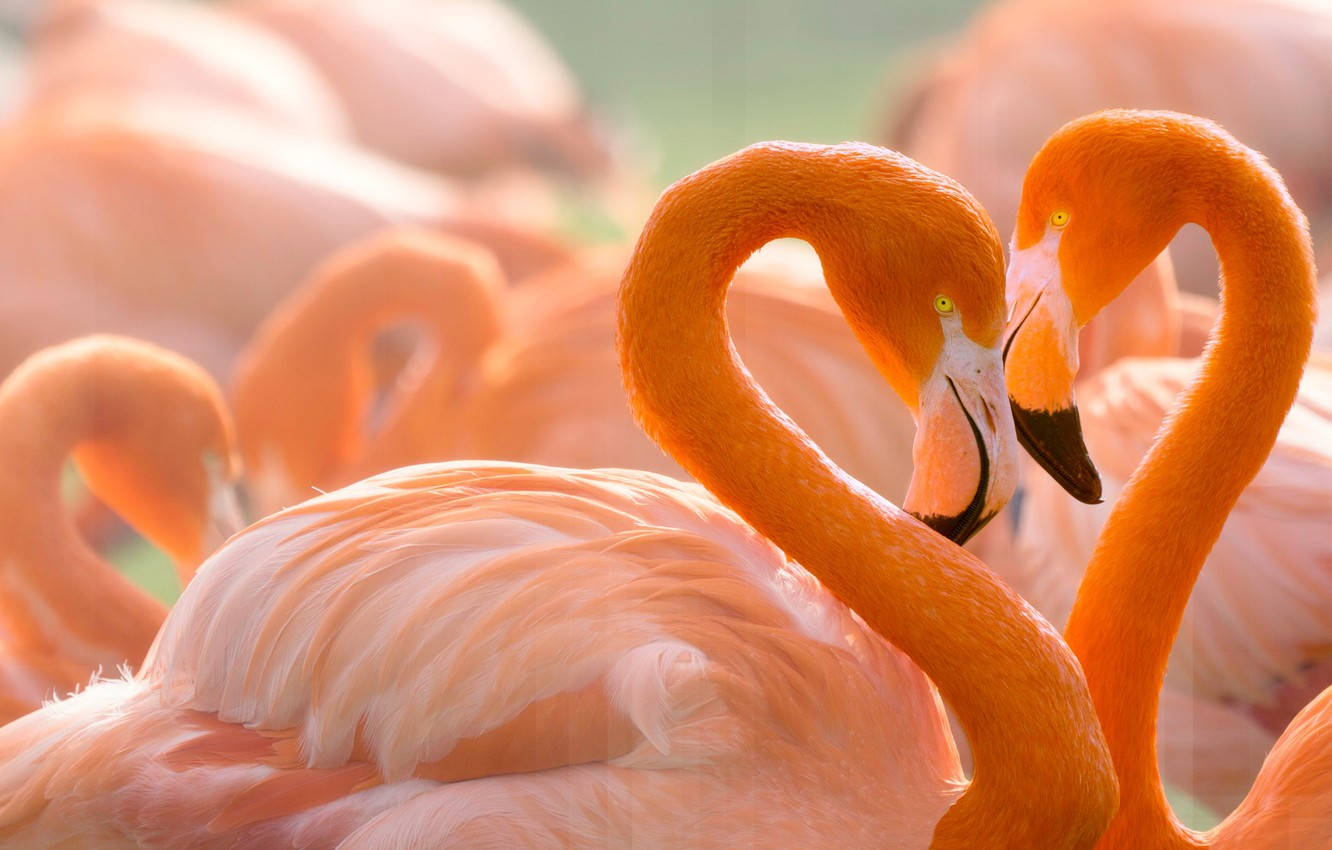 Lovely Pink Flamingo Birds Wallpaper